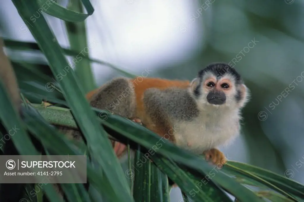 central american squirrel monkey saimiri oerstedii manuel antonio np, costa rica. endangered.
