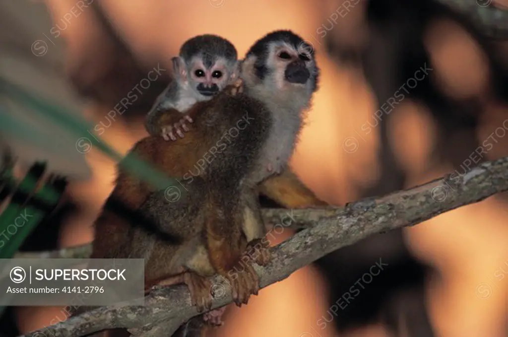 central american squirrel monkey saimiri oerstedii with young, antonio national park, costa rica. endangered.