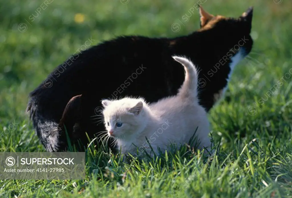 domestic cat with young 