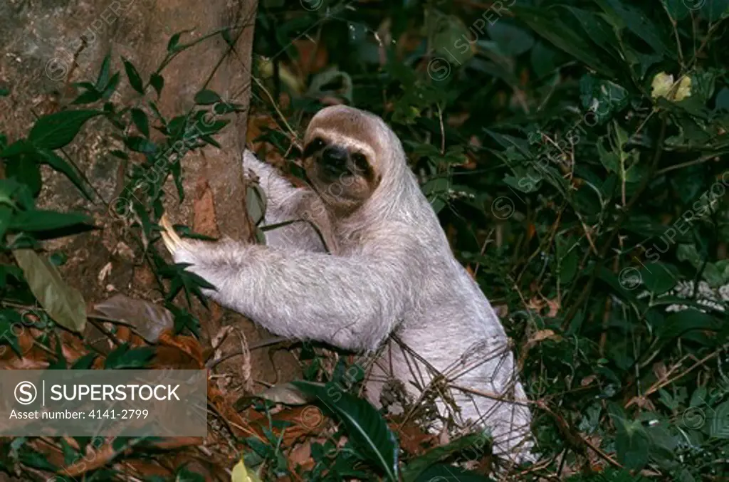 brown-throated three-toed sloth bradypus variegatus depositing faeces at tree base~manuel antonio national park, costa rica