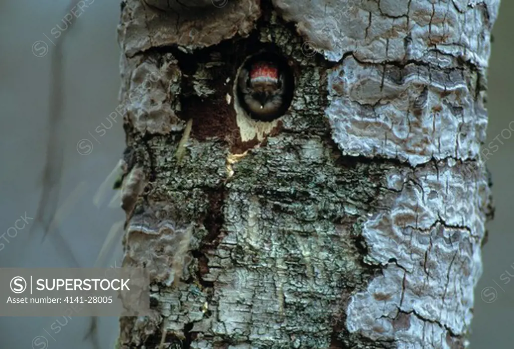 lesser spotted woodpecker dendrocopos minor in nesthole
