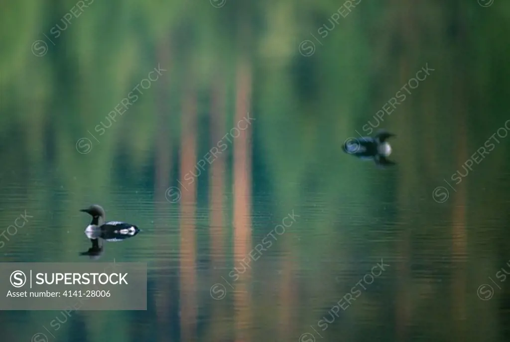 black-throated diver or arctic loon on water gavia arctica norway