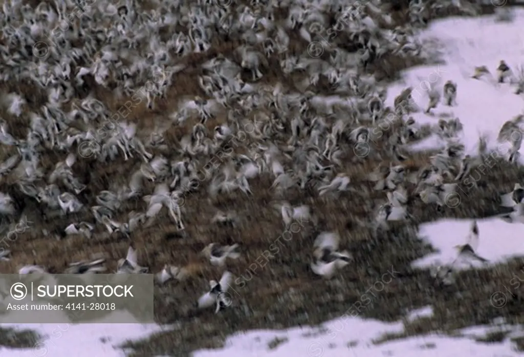 snow buntings on migration plectrophenax nivalis to the north of norway spring 