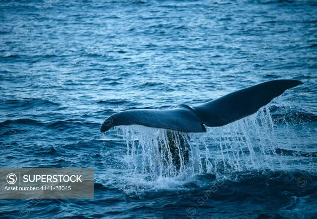 sperm whale diving, tail fluke physeter macrocephalus ardoya, northern norway.