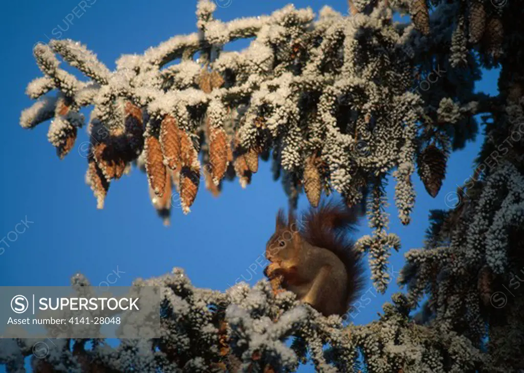 red squirrel sciurus vulgaris on frosted conifer 