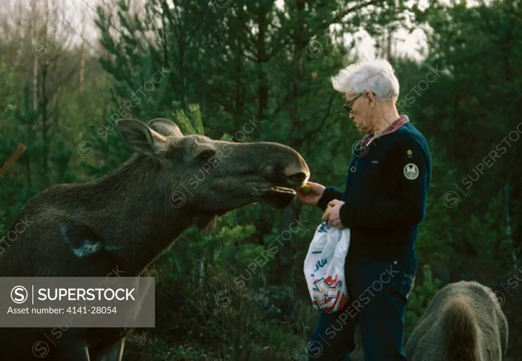 moose being fed by man alces alces halleberg, sweden 