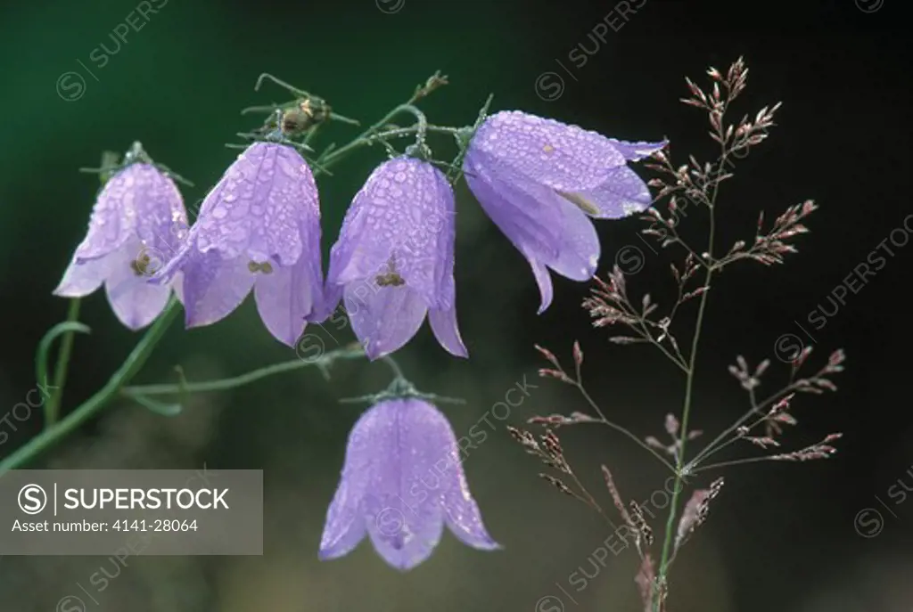 harebell flowers campanula rotundifolia