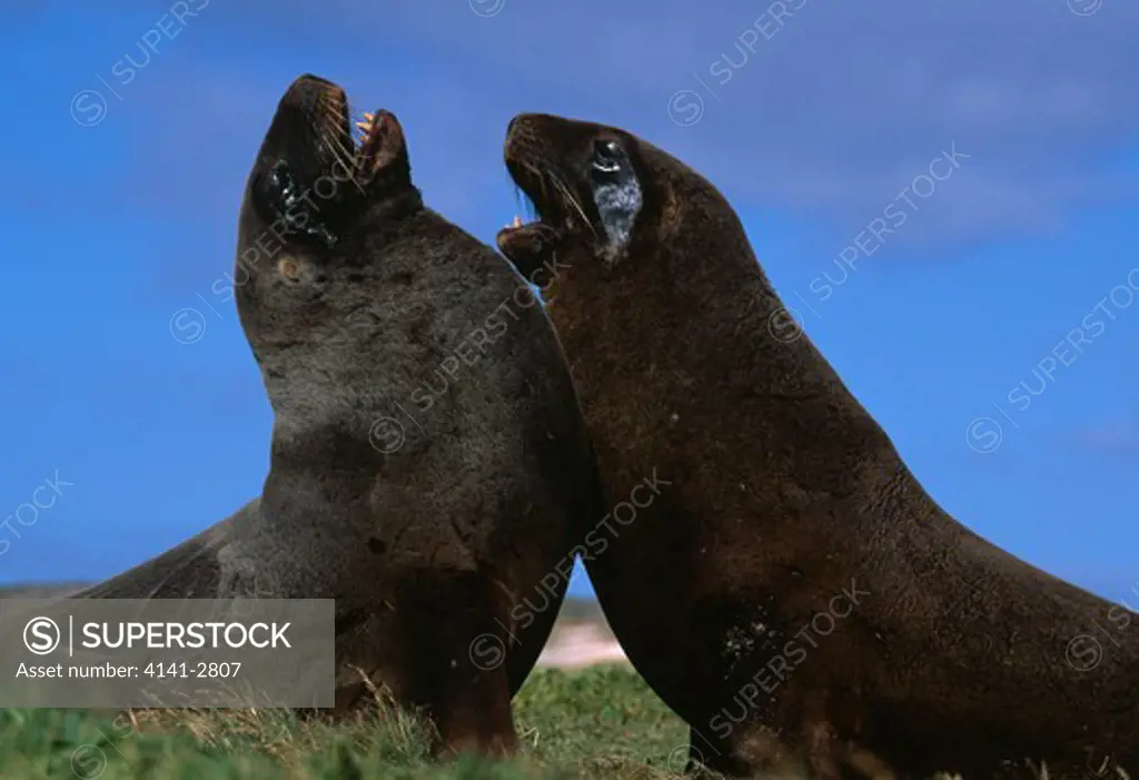 hooker's sealion two males phocarctos hookeri sparring enderby island, auckland is., sub-antarctic new zealand