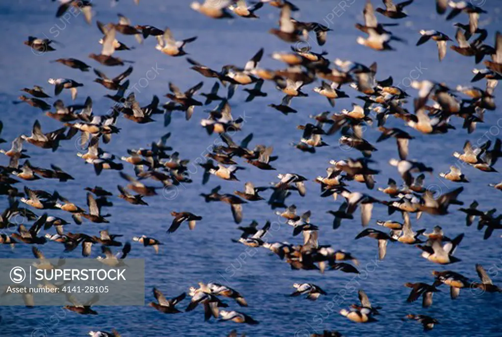 steller's eider duck polysticta stelleri large flock in flight norway