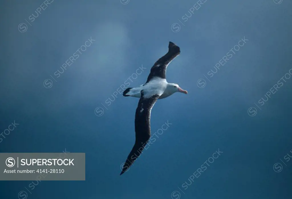 wandering albatross in flight diomedea exulans