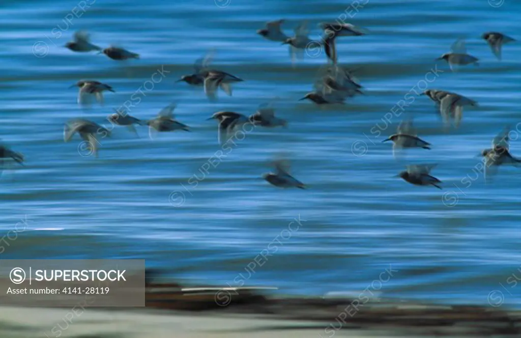 dunlin calidris alpina flock in flight