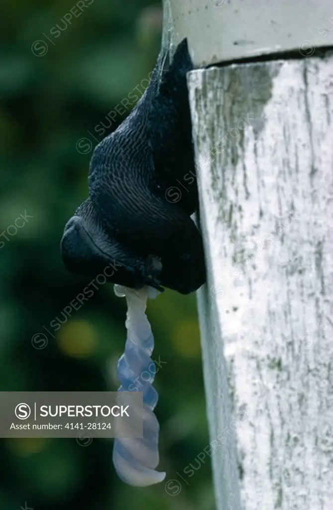 common black slug arion ater pair mating 
