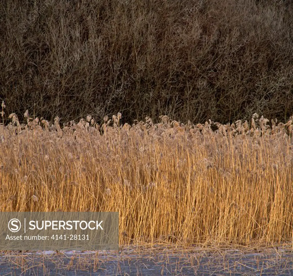 common reeds winter akershus county, norway 
