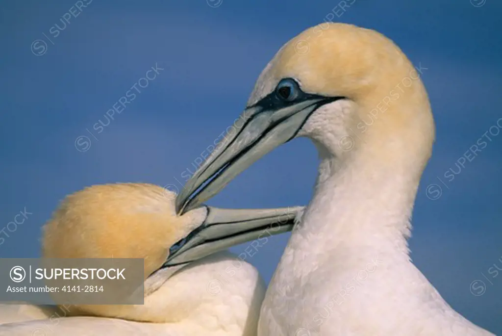 australian gannet pair morus serrator in courtship, head detail. cape kidnappers, north island, new zealand 