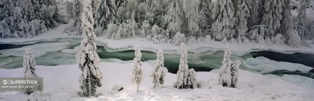snow-laden trees by begna river ryfoss, near vagn, oppland county, norway 