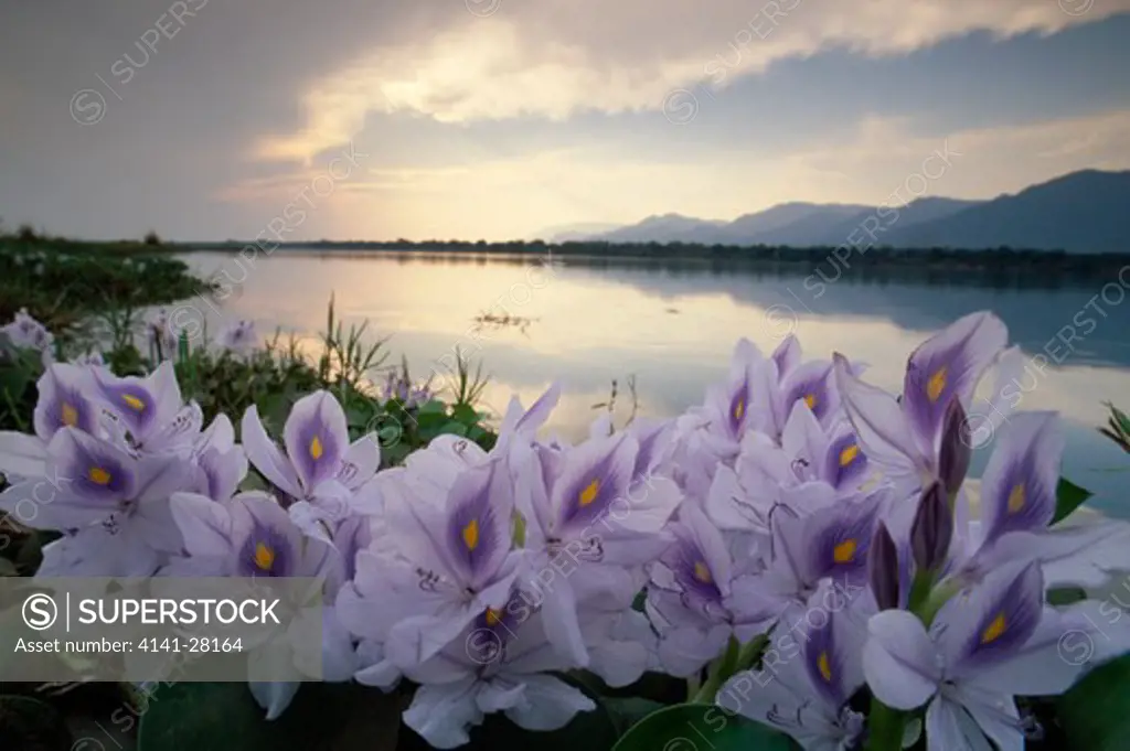 water hyacinth mass in flower eichhornia crassipes mana pools national park, zimbabwe, southern africa 