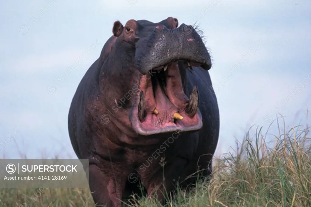 hippopotamus hippopotamus amphibius yawning threat display. mana pools national park, zimbabwe, africa.