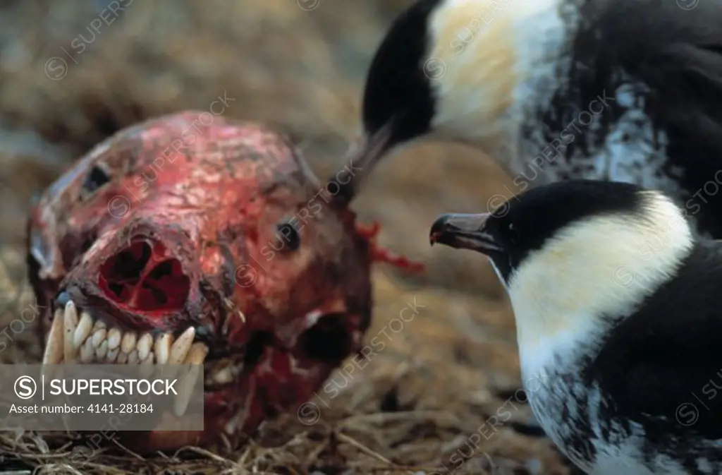 pomarine skua feeding stercorarius pomarinus on wolf's skull. 