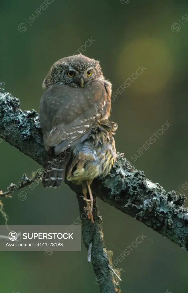 pygmy owl on branch glaucidium passerinum holding bird prey with talons 