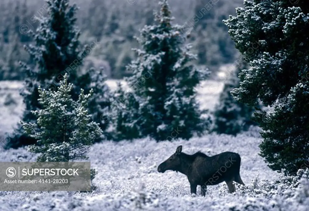 moose or elk in snow. alces alces norway . spring. 