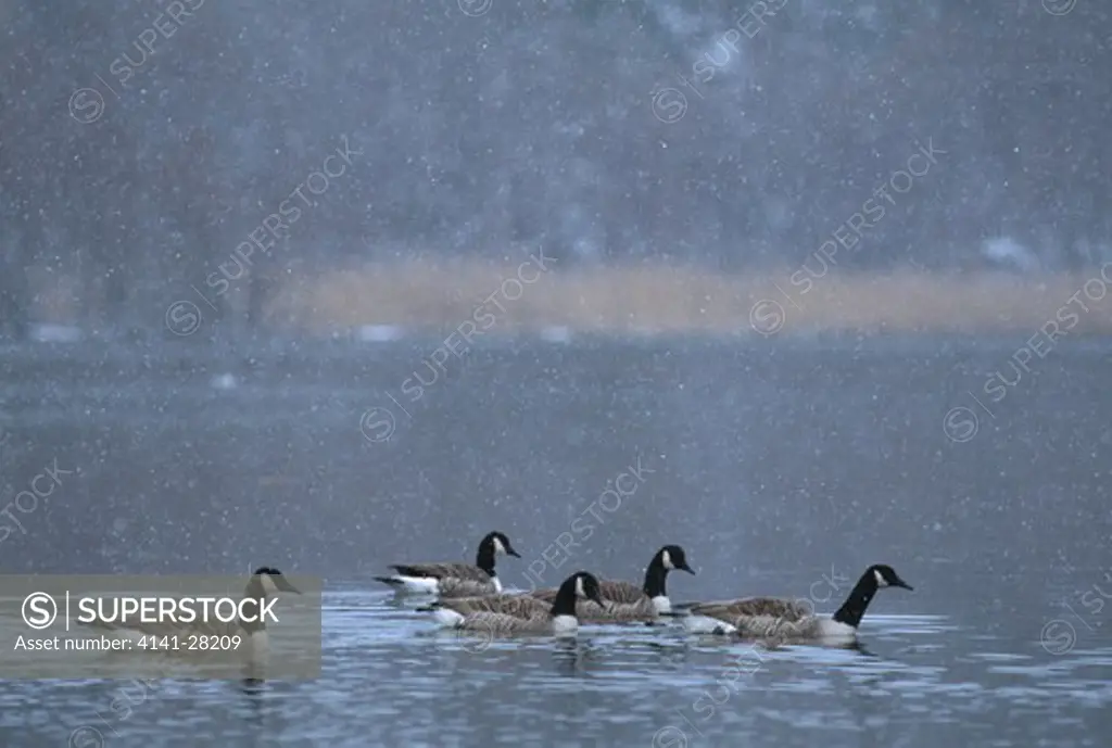 canada goose five on water branta canadensis in snowfall norway