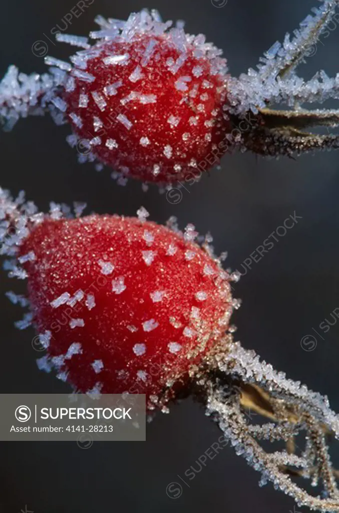 hoar frost on rose hips downy rose rosa tomentosa