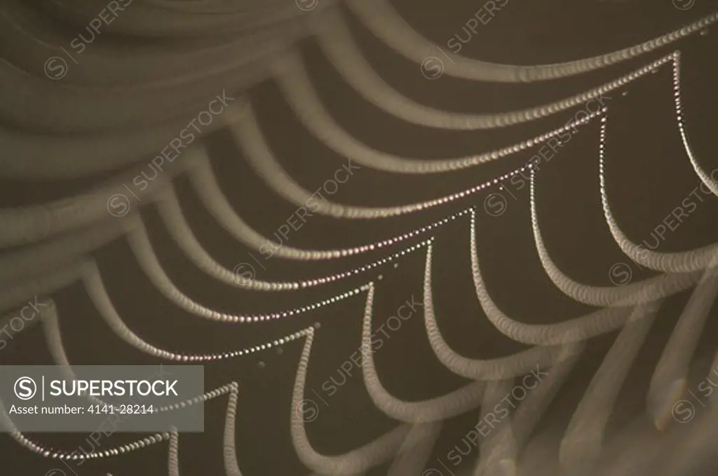 spider web with dew, detail 