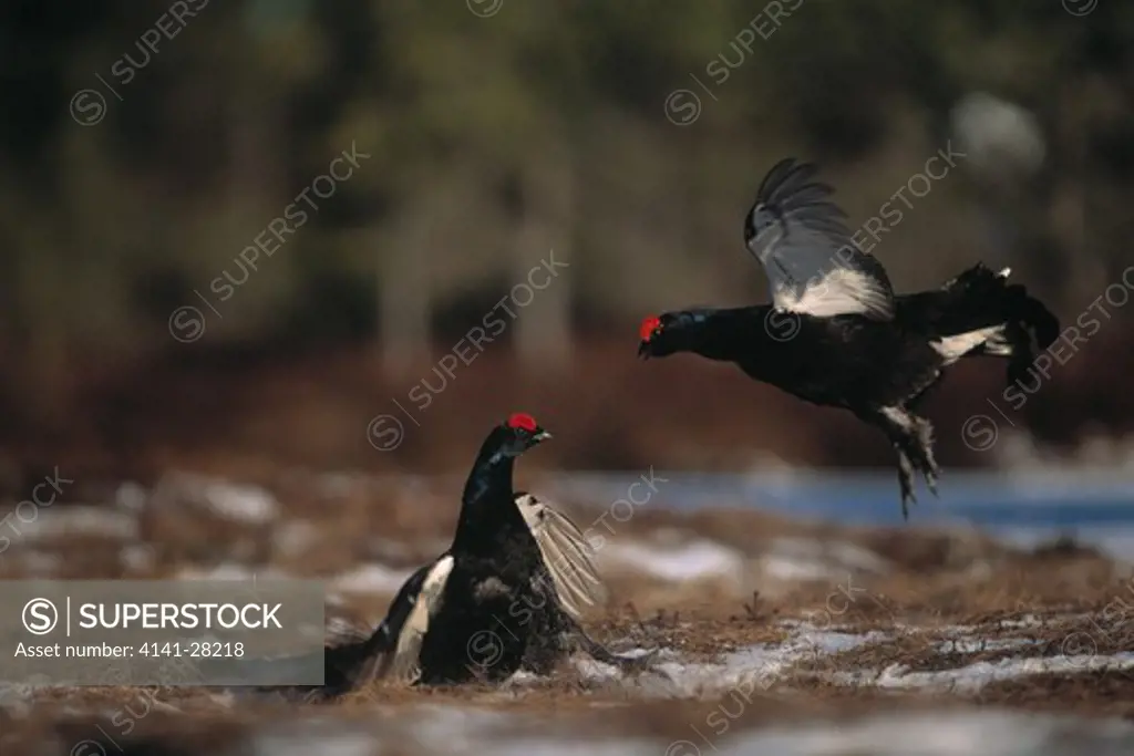 black grouse two males tetrao tetrix quarrelling at lek norway
