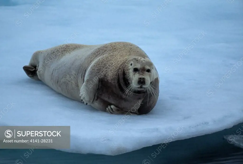 bearded seal on ice erignathus barbatus spitsbergen (svalbard)