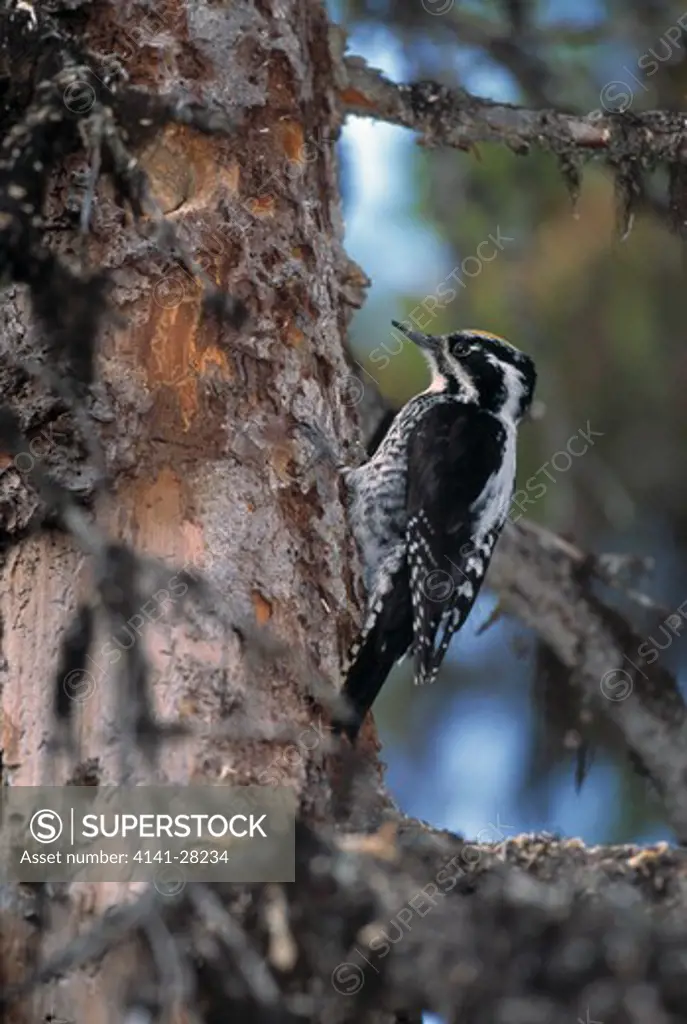 three-toed woodpecker picoides tridactylus on tree trunk 