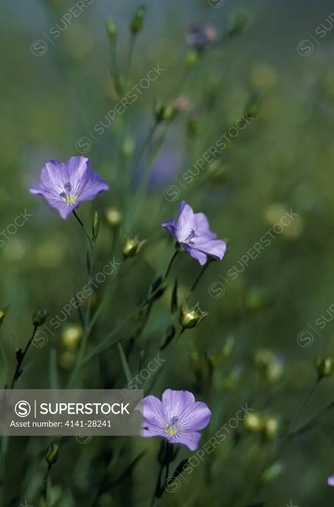 flax (part of crop) linum usitatissimum in flower southern sweden 