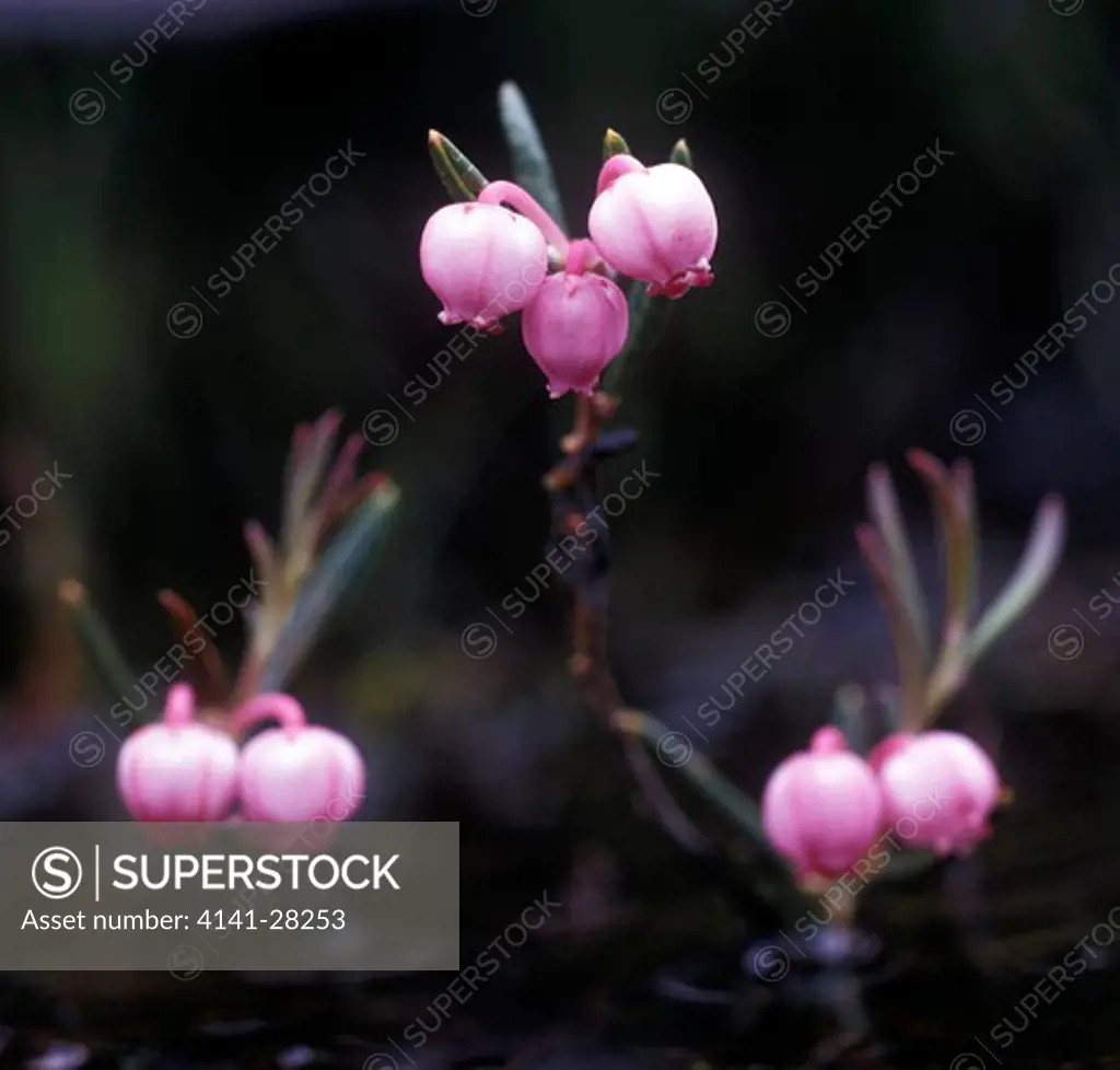 bog rosemary andromeda polifolia akershus, norway