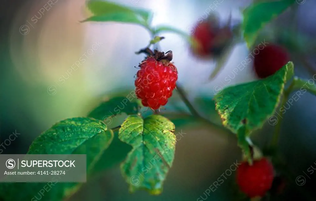 wild raspberry rubus idaeus akershus, norway