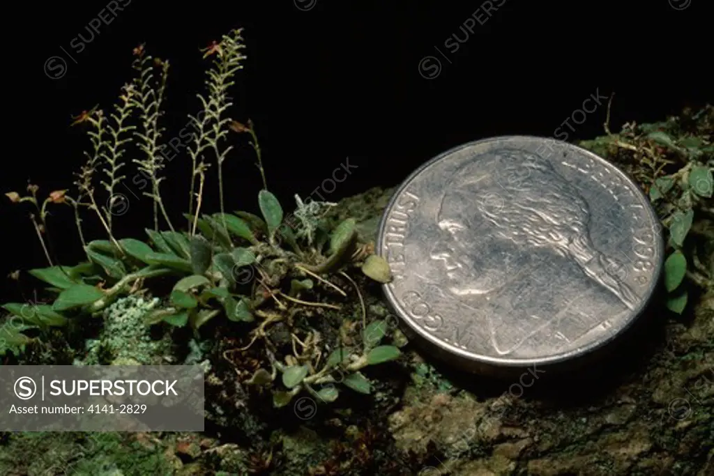 orchid costa rica platystele jungermannioides world's smallest orchid with coin, diameter 2.1cm, for comparison