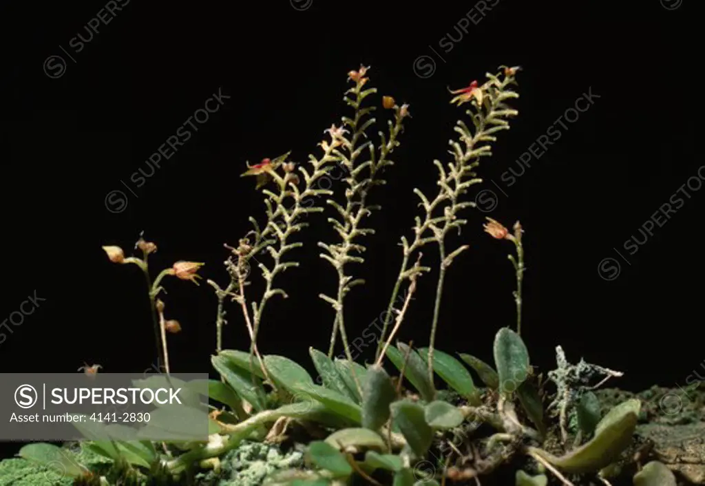 orchid growing wild platystele jungermannioides costa rica, central america world's smallest orchid 