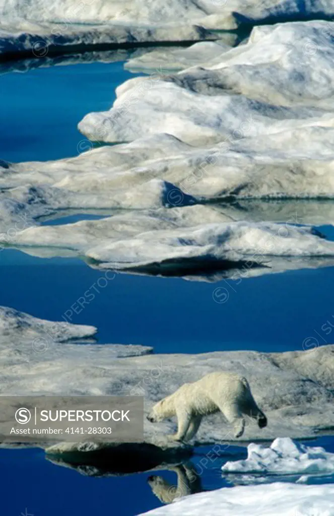 polar bear ursus maritimus jumping between icefloes svalbard
