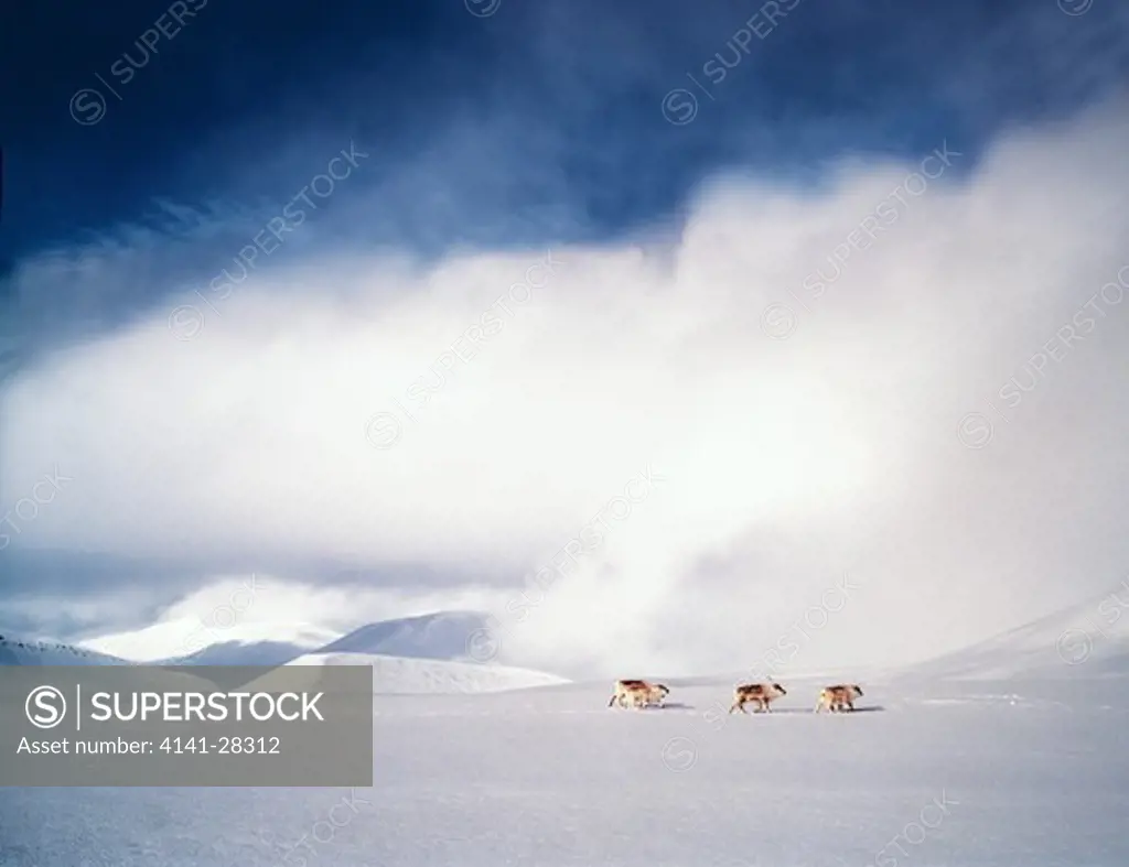 svalbard reindeer rangifer tarandus platyrhynchos reindalen valley, near longyearbyen, svalbard, norway.