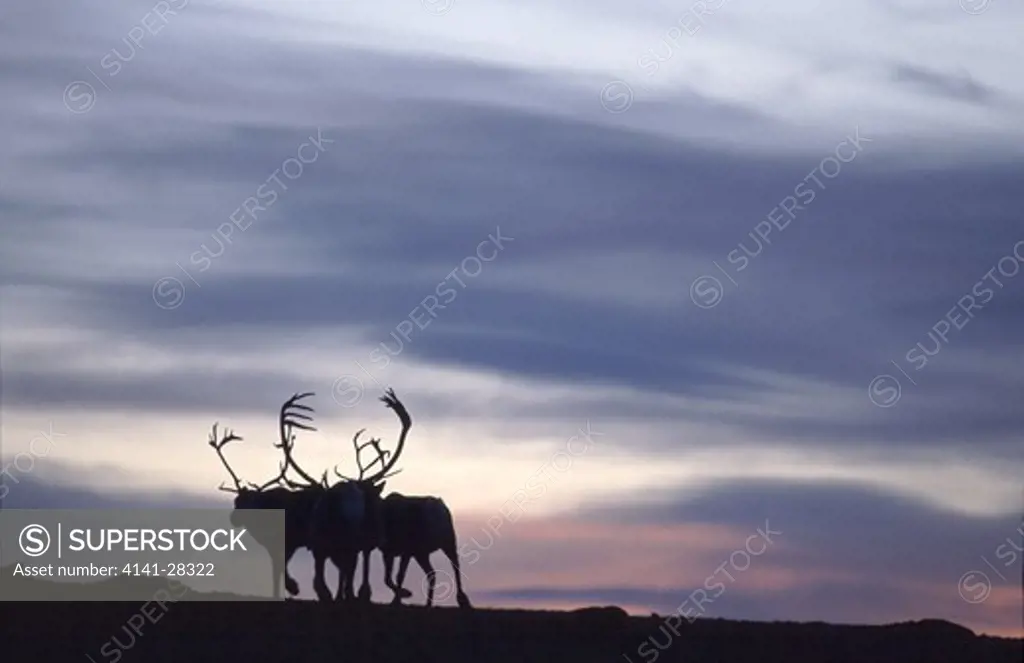 reindeer running in the evening rangifer tarandus forelhogna national park, norway.