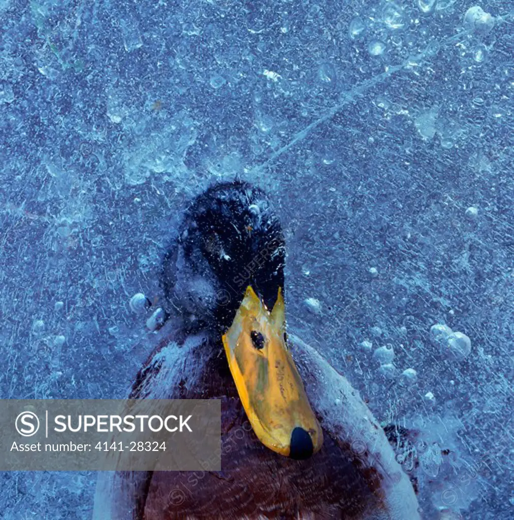 mallard duck male frozen into ice anas platyrhynchos norway. 