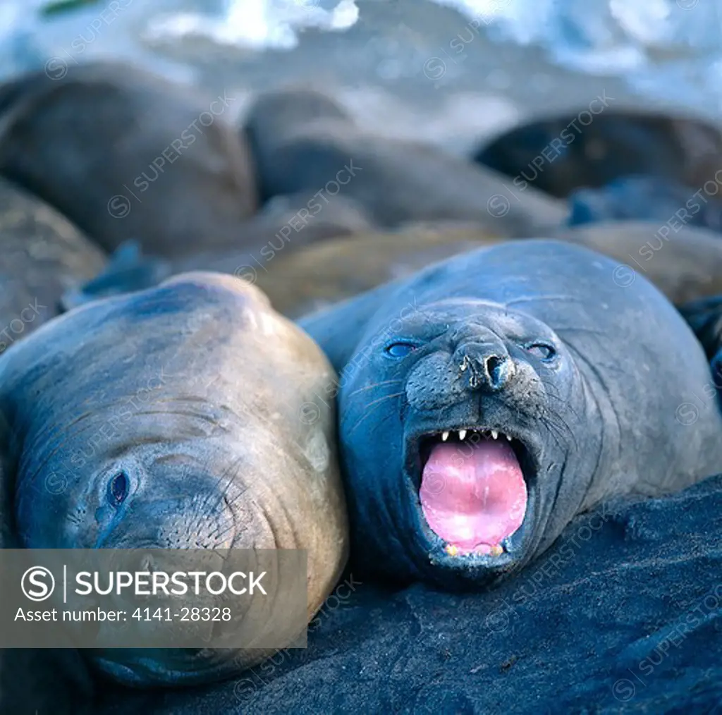 southern elephant seals on shore mirounga leonina south shetland islands, antarctica 