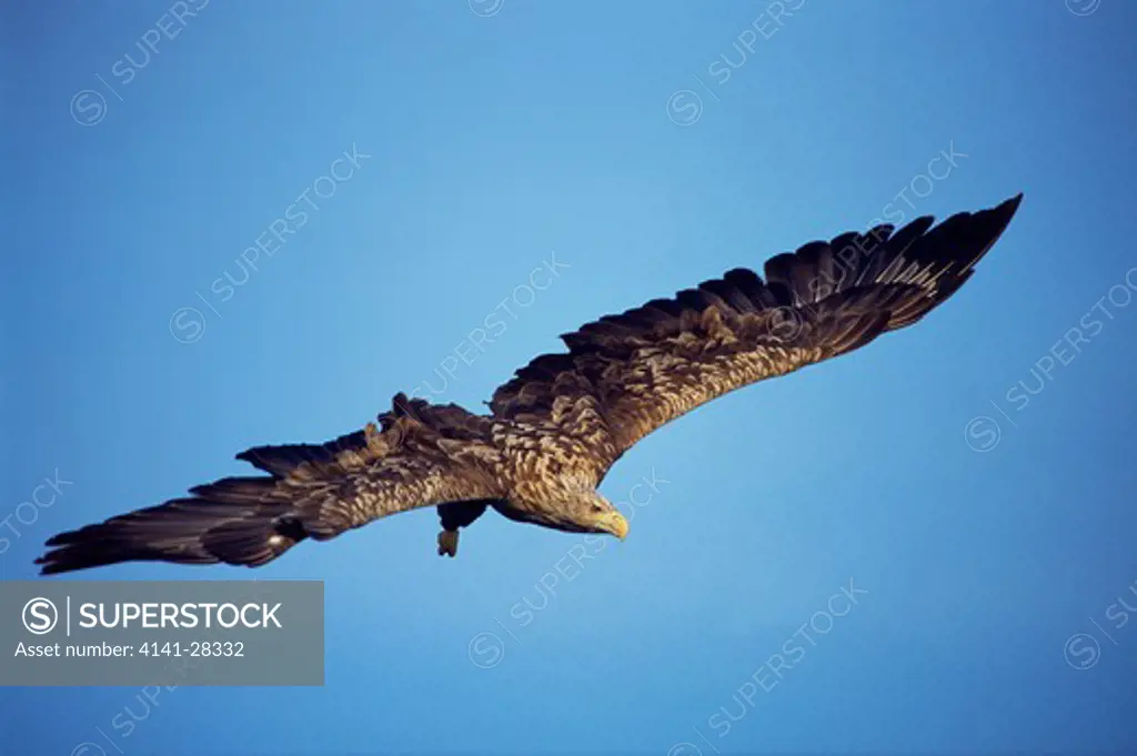 white-tailed eagle in flight haliaeetus albicilla lofoten, northern norway. july 