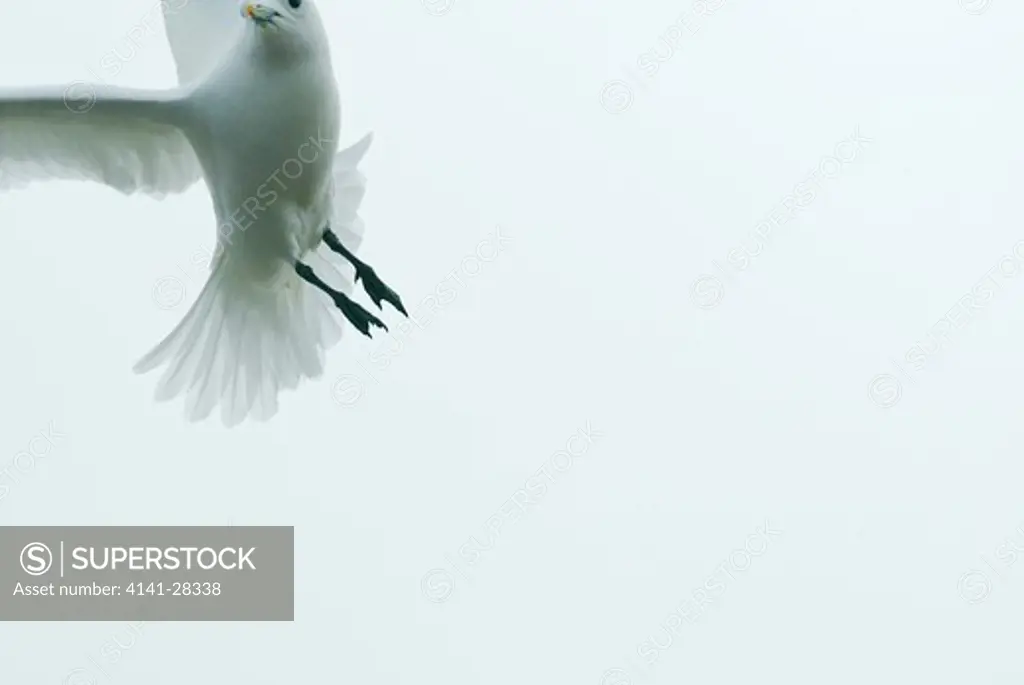 ivory gull in flight pagophila eburna norway. 
