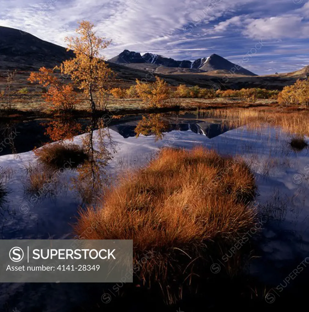 autumn colours in rondane national park, norway's oldest np and home to wild reindeer, hedmark & oppland, norway.