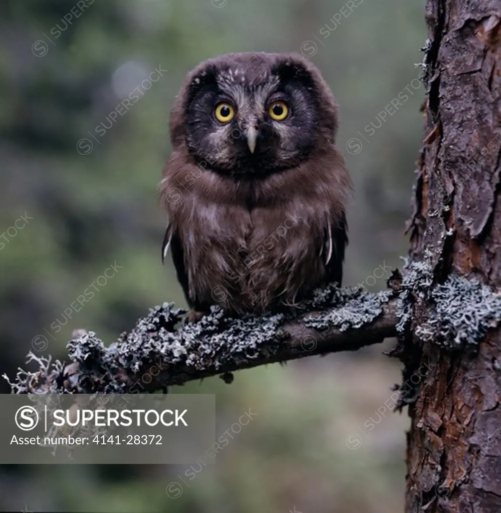 tengmalm's owl aegolius funereus perched on branch, norway.