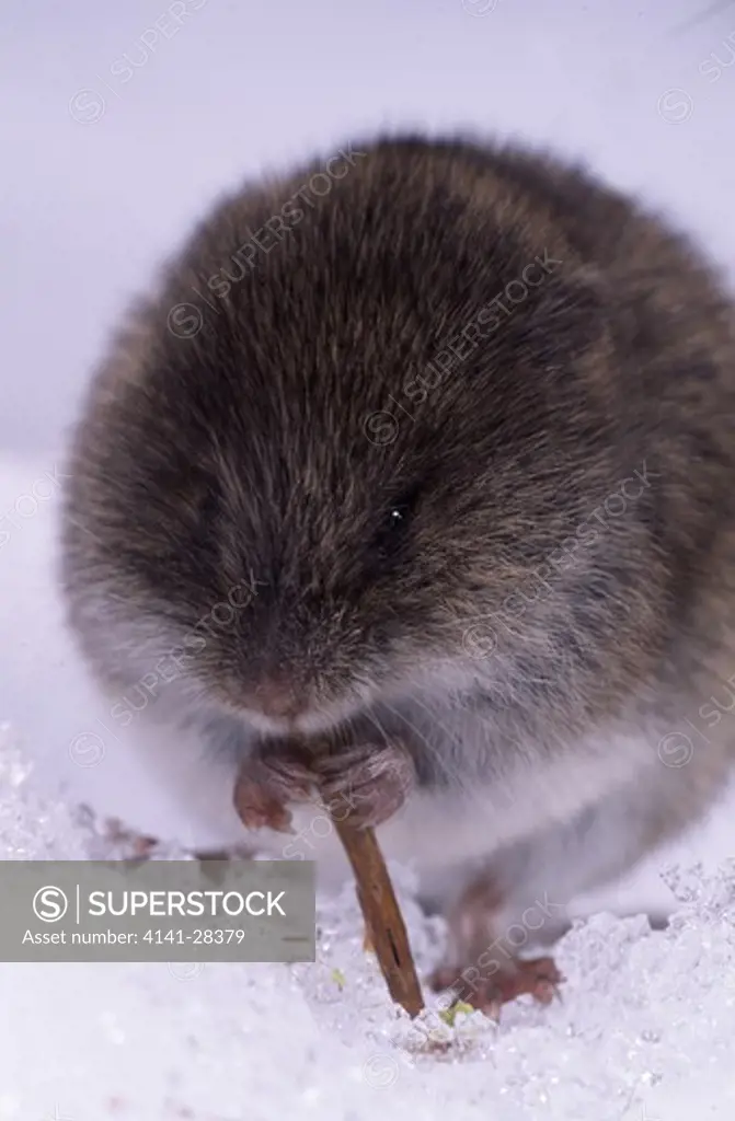 vole feeding in snow. 
