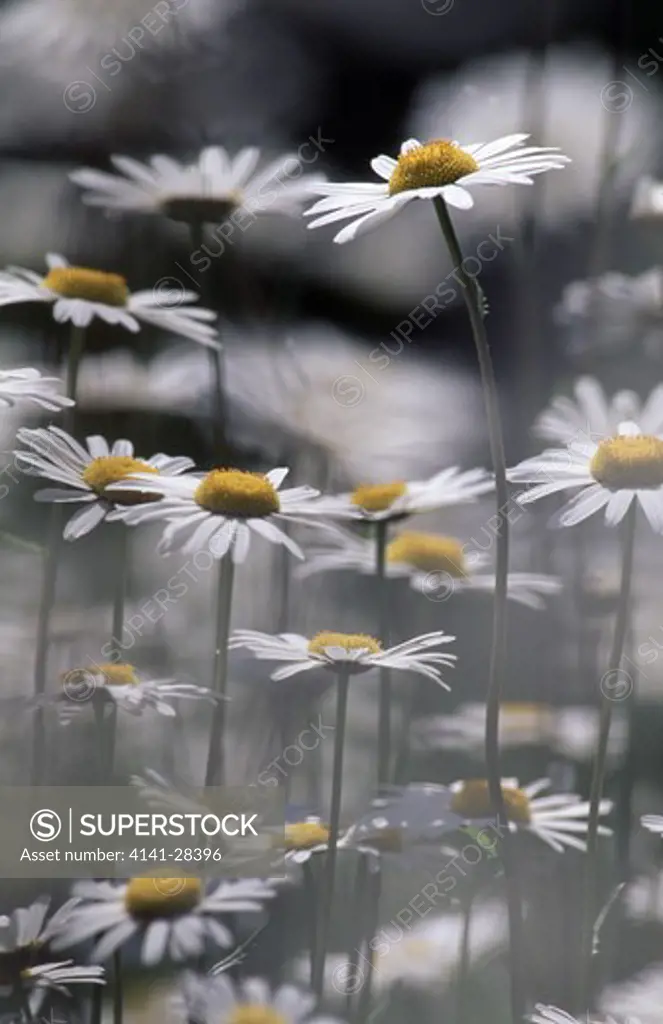 ox-eye daisy leucanthemum vulgare close up of group in meadow.