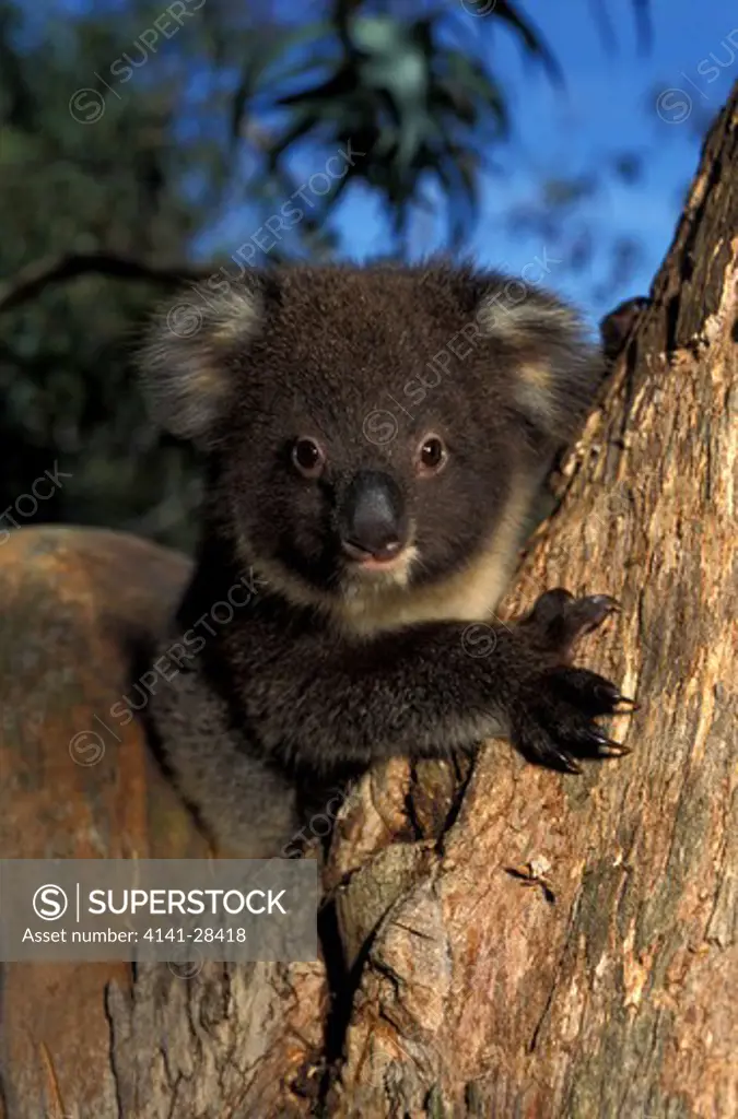 koala young in manna gum tree phascolarctos cinereus kangaroo island, south australia.
