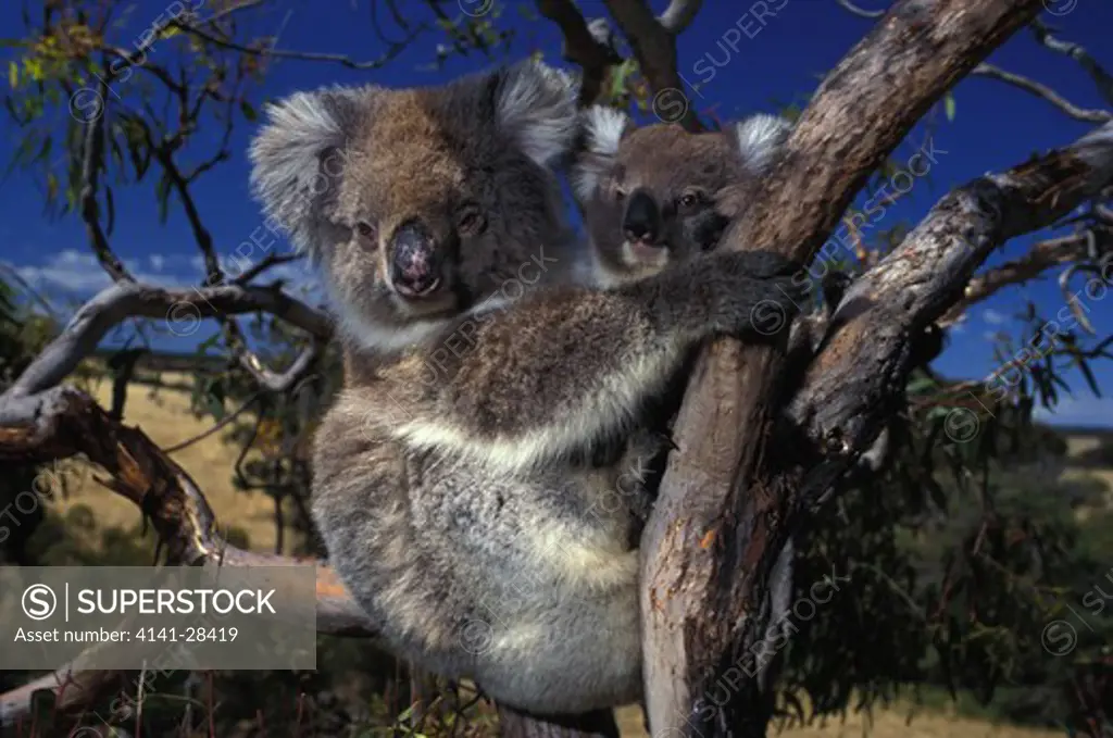 koala female & young phascolarctos cinereus in manna gum tree, south australia.