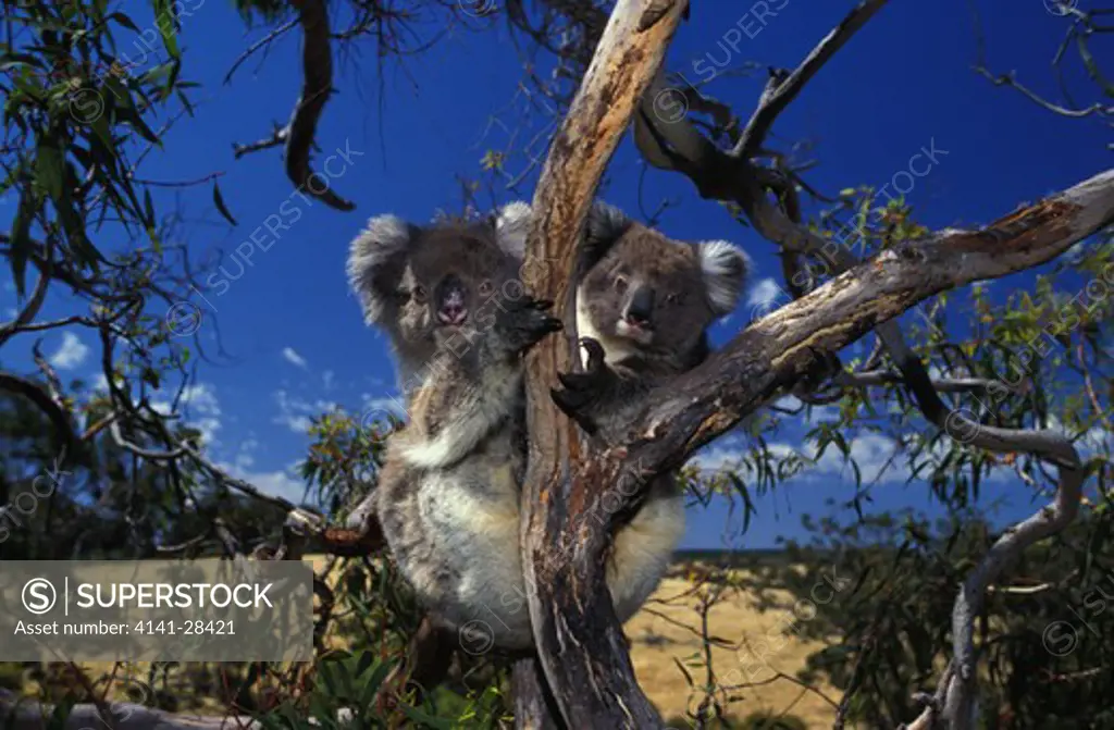 koala female and young phascolarctos cinereus in manna gum tree, south australia.