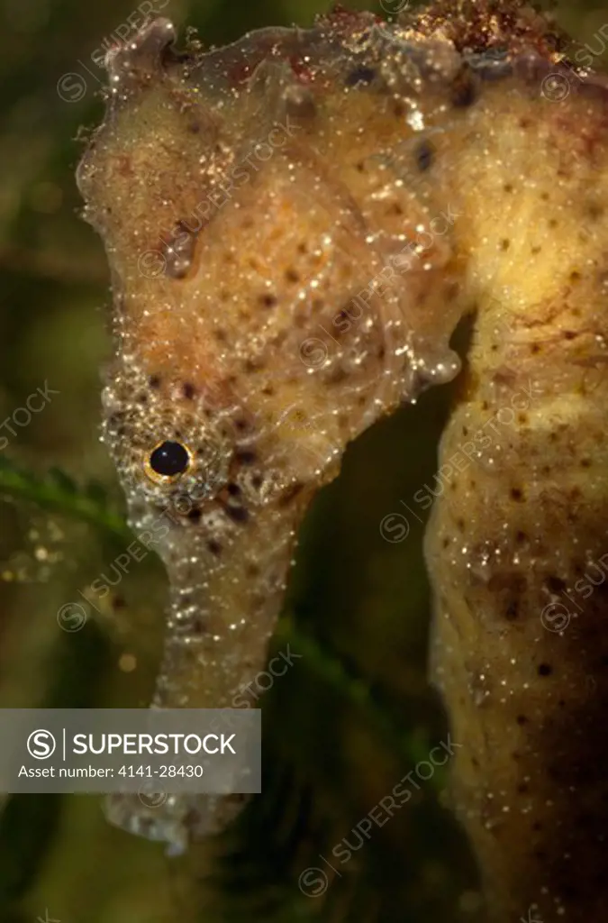 seahorse also called sea pony hippocampus fuscus close up found in indian ocean. vulnerable